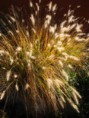 /album/colores/pennisetum-jpg/