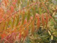 /album/colores/zumaque-jpg/